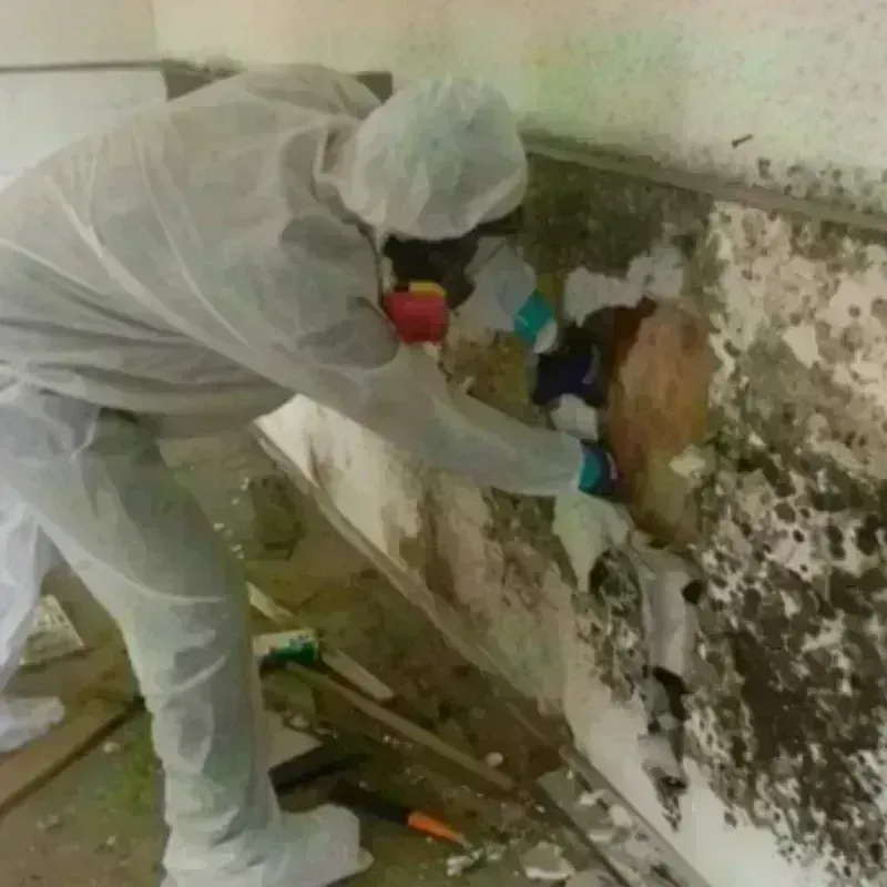 Mold Remediation and Removal in Anza, CA